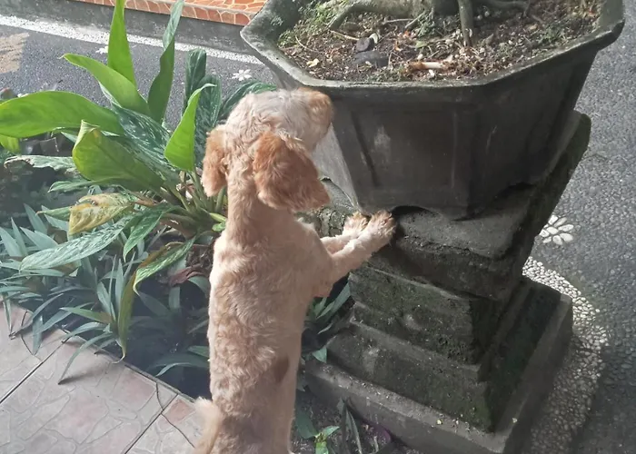 Dewi Antara Gasthuis Ubud